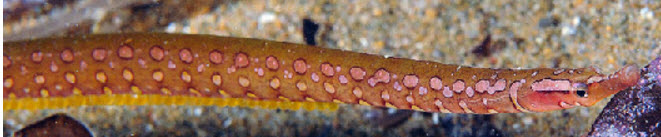 Nerophis maculatus_03.jpg